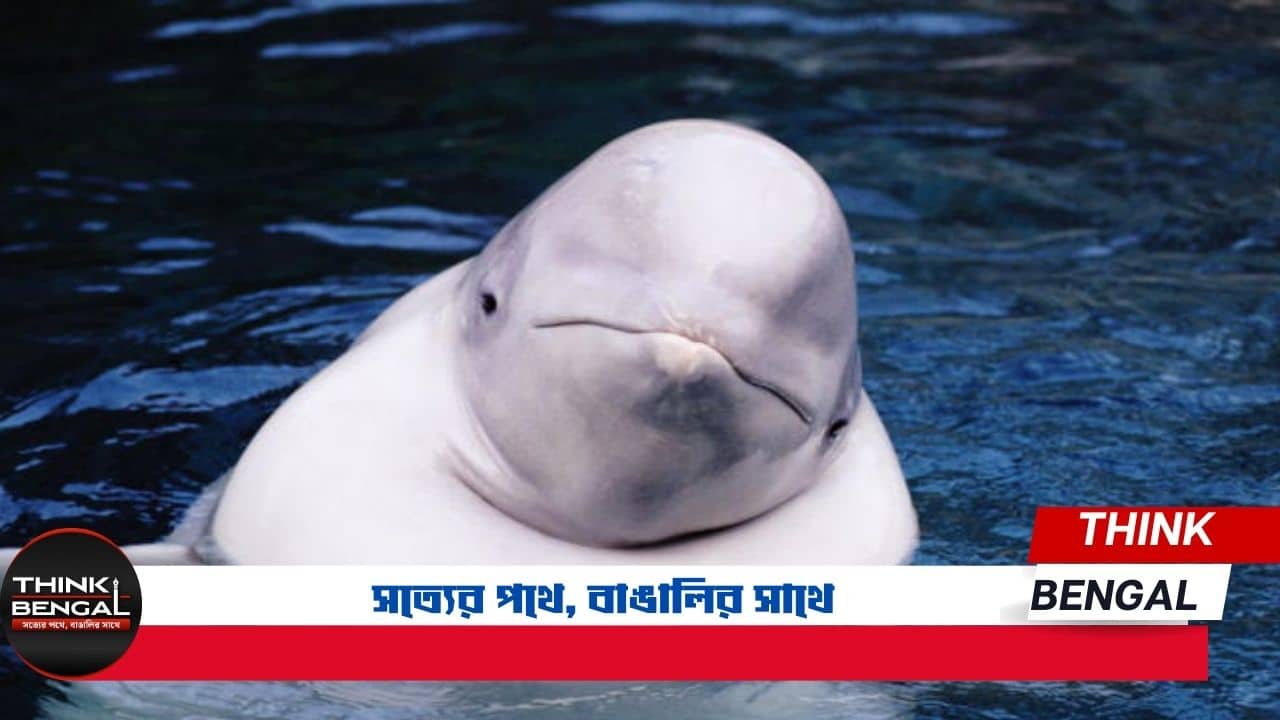 Mysterious Death Beluga Whale Russia