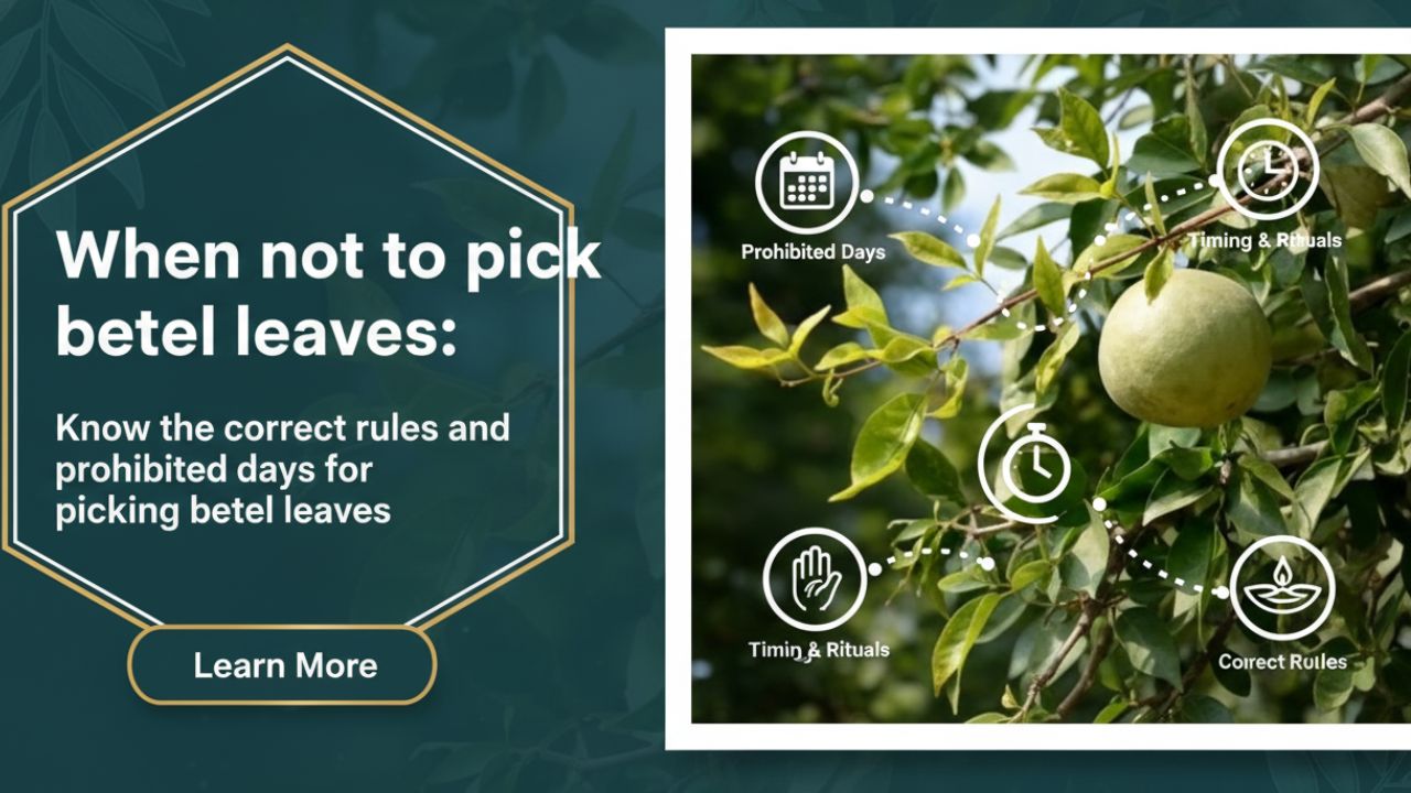 বেলপাতা কবে তুলতে নেই: জেনে নিন বেলপাতা তোলার সঠিক নিয়ম ও নিষিদ্ধ দিন