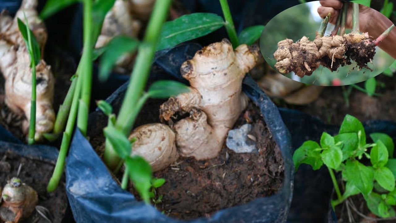 বস্তায় আদা চাষের উপযুক্ত সময়